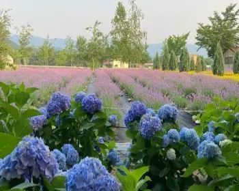 고성 라벤더 축제 하늬 라벤더 팜_16