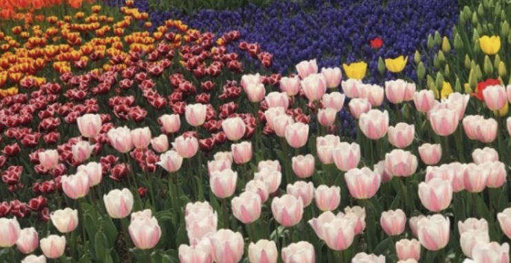 에버랜드 튤립축제 주차장