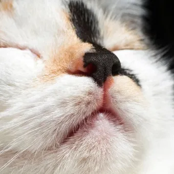 "고양이