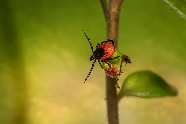 진드기 물린자국 대처법 참진드기 빨간 진드기 증상 확인_9