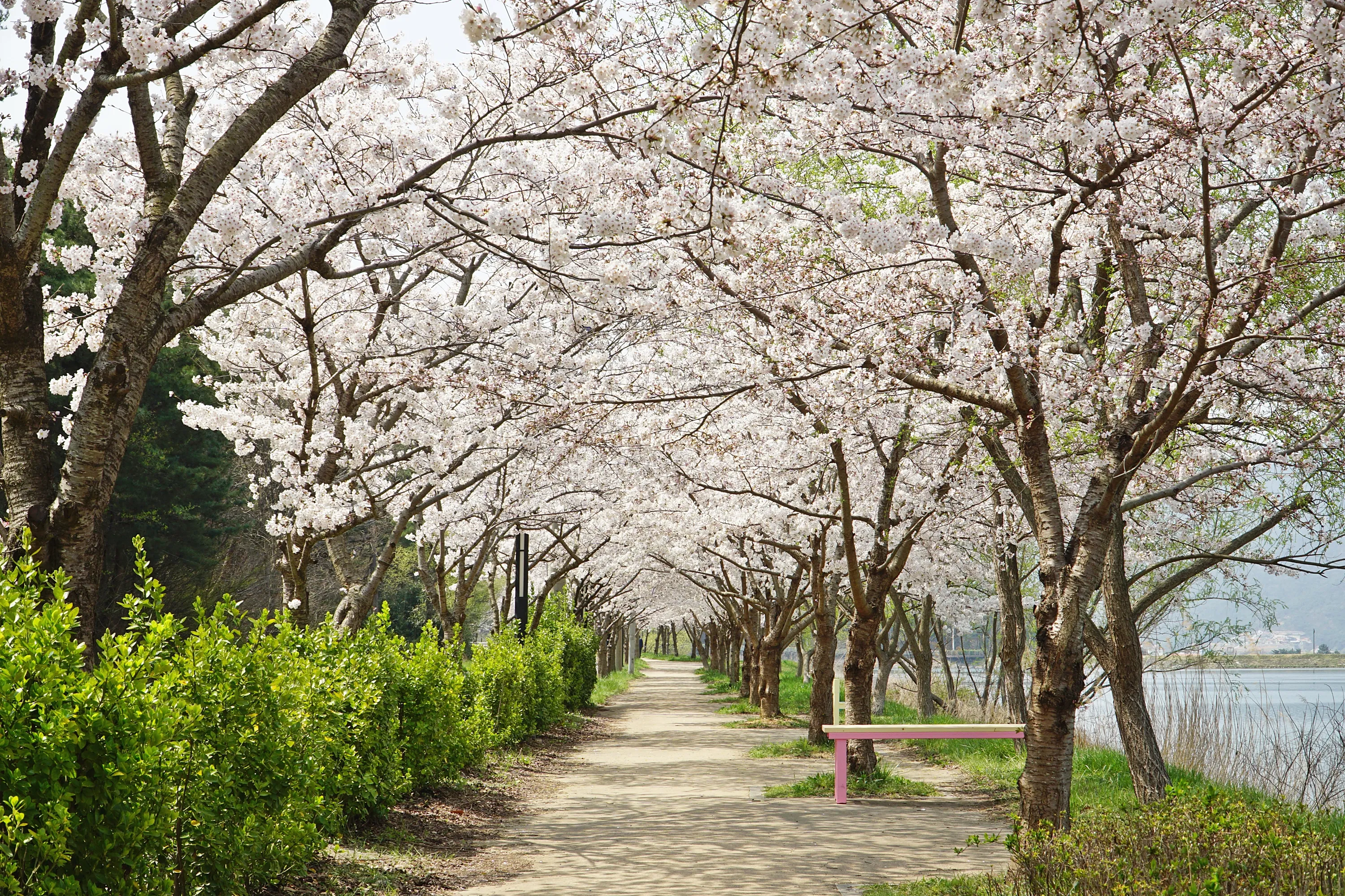 경주 가볼만한곳 베스트 10 역사 여행과 문화유산 탐방_3