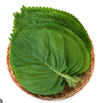 깻잎효능 부작용 먹는법 꿀팁 - 깻잎 먹는법 깻잎효능 부작용 먹는법 꿀팁 - 깻잎 먹는법