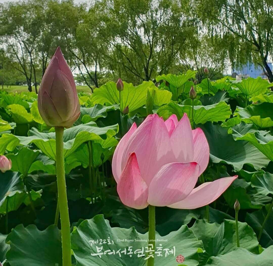 부여서동연꽃축제