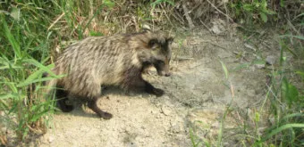 야생 너구리 도시 특징 매력 성격_5
