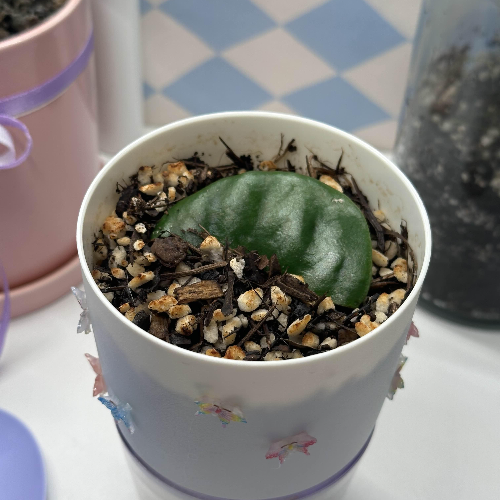 수박페페 번식