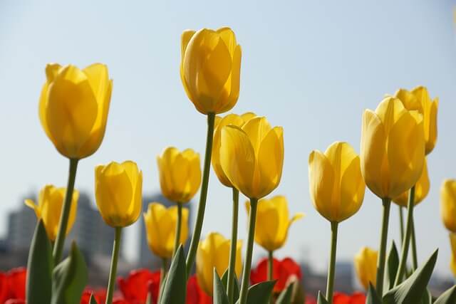 태안 튤립축제 기간 입장료 가는길