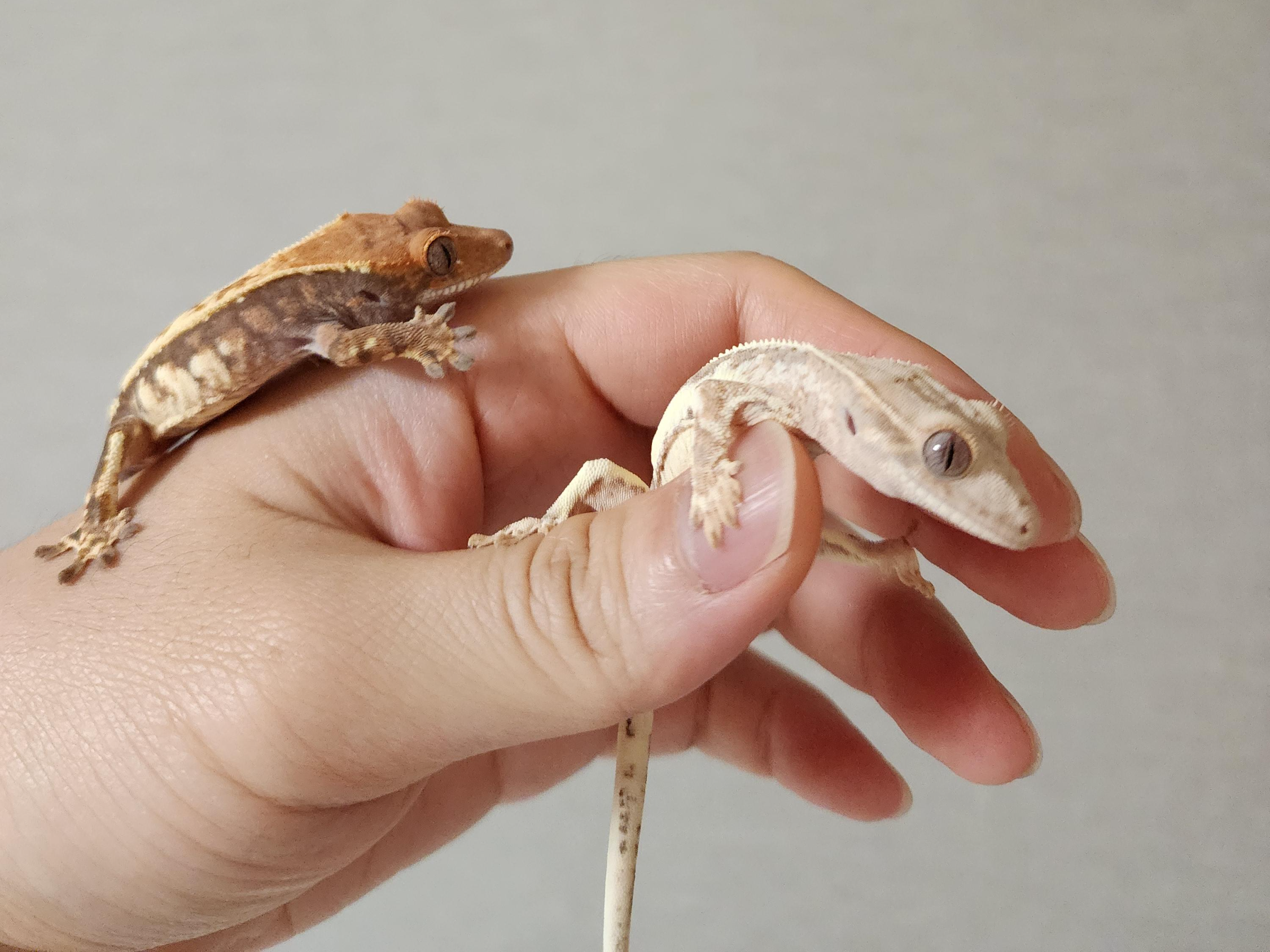 크레스티드게코-두마리-핸들링하는-귀여운-사진