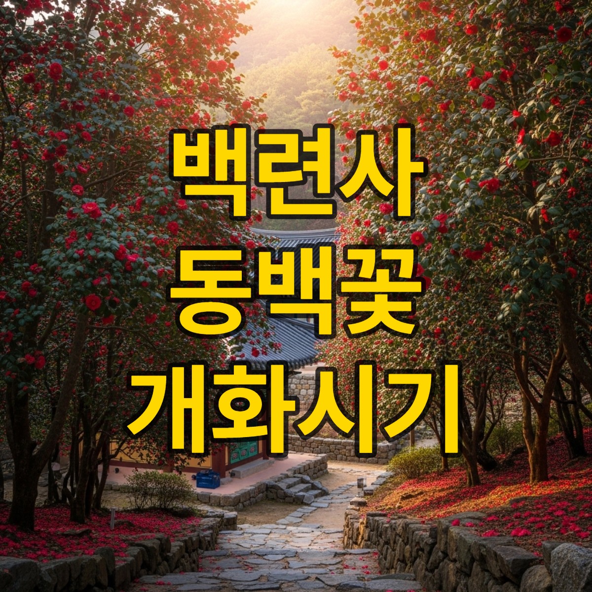 백련사 동백꽃 개화시기