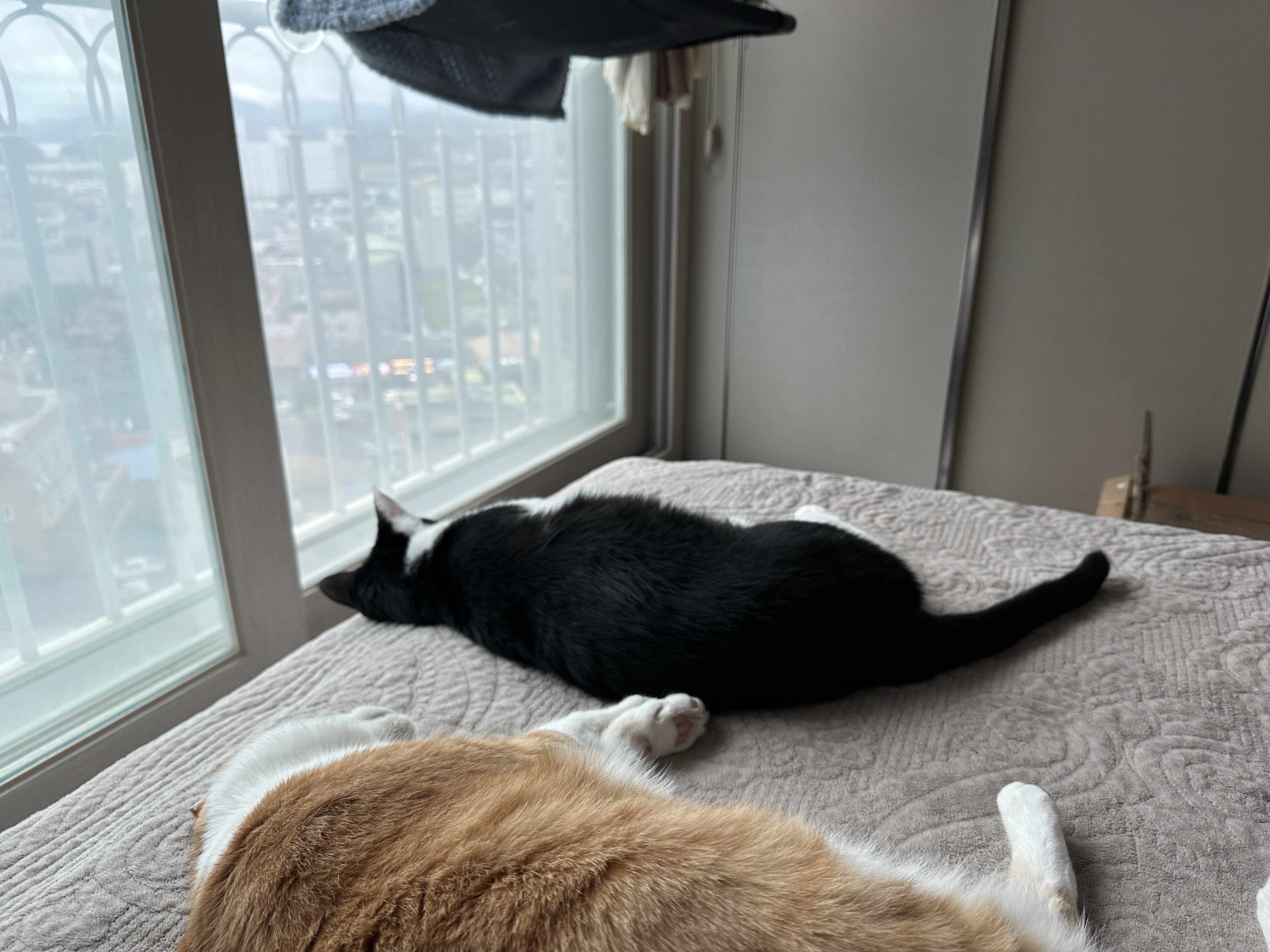 캣닢 좋아하는 두리의 캣닢쿠션 활용법 (feat. 시선강탈 호야 발꼬락)