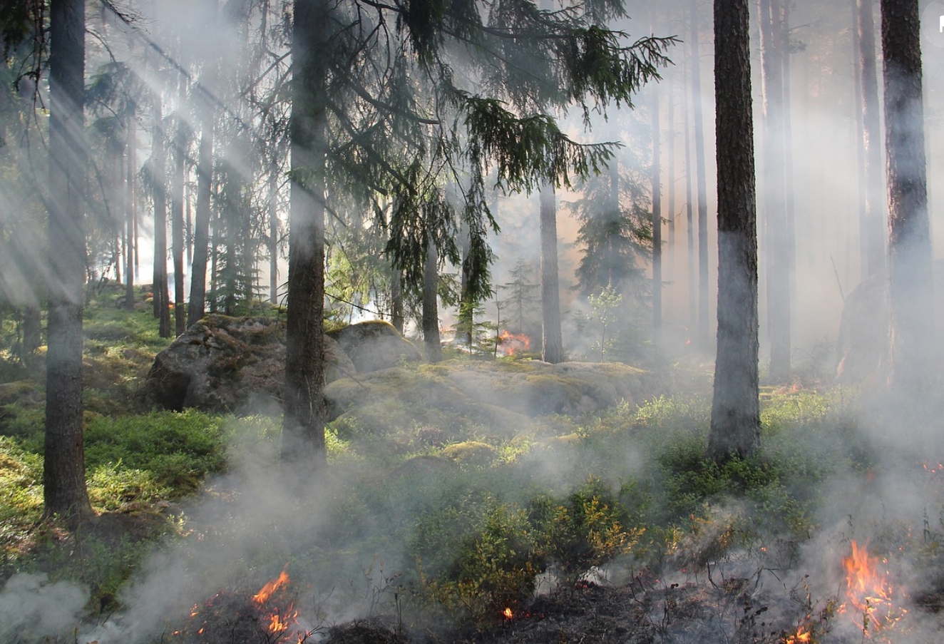 긴급 재난지원금