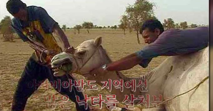 살처분 되던 낙타들