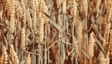 밀 파종시기와 거름 주는 방법 알아보기 1