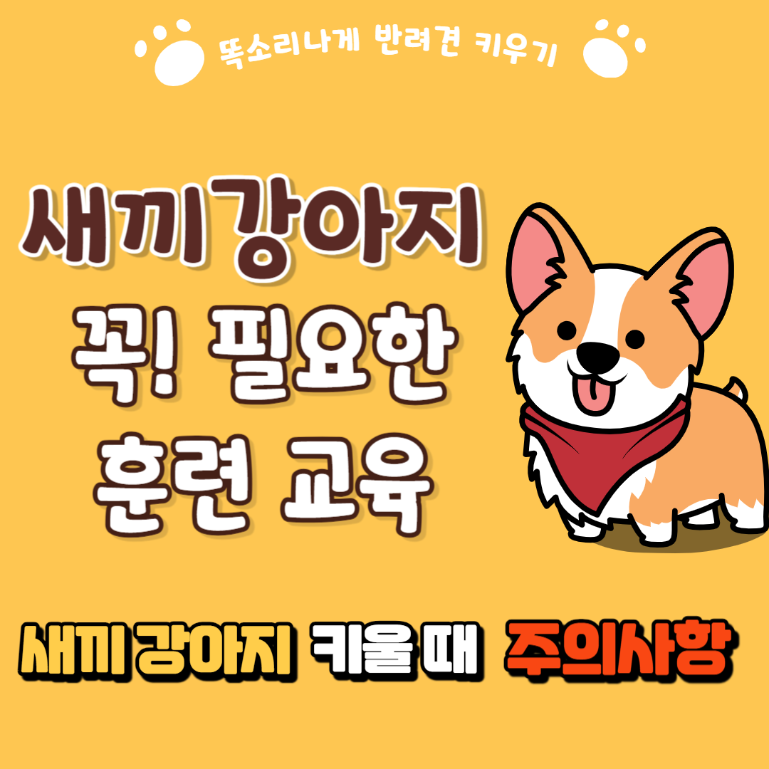 새끼강아지에게 꼭 필요한 훈련 교육