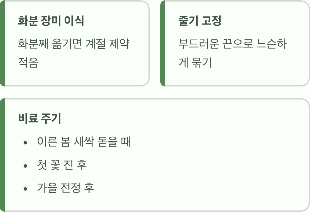 넝쿨장미 언제 심어야 가장 잘 자랄까? (식재 시기)