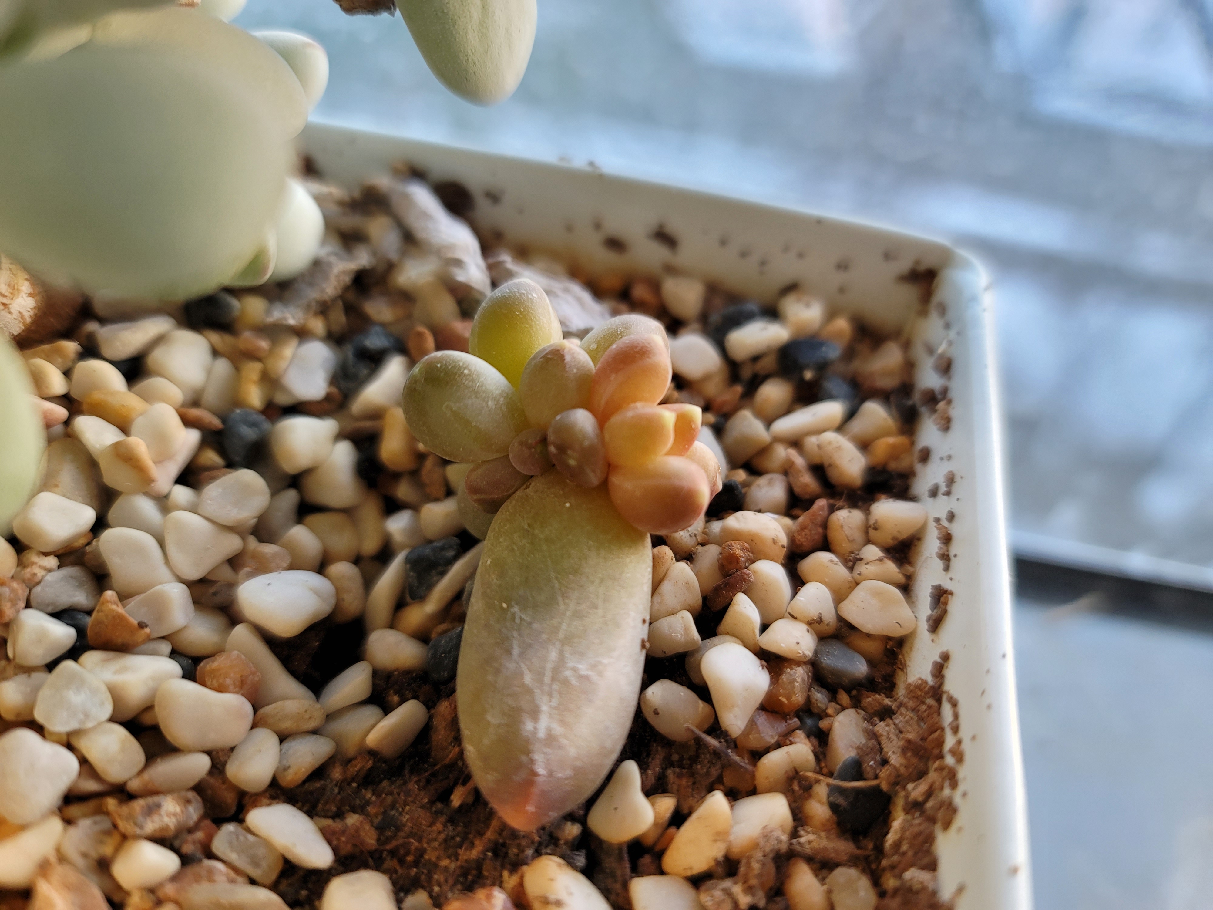 천대전송잎꽂이