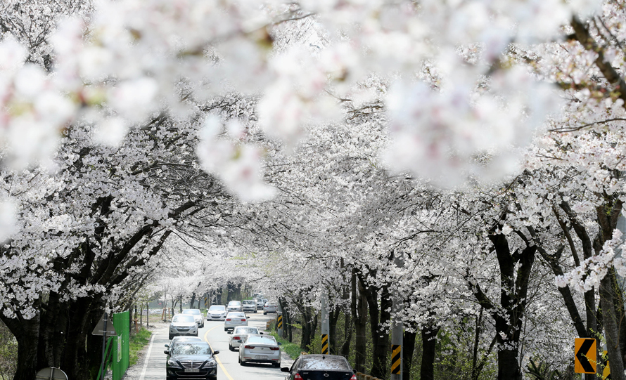대청호 벚꽃축제 벚꽃 드라이브 여행 가이드 🌸