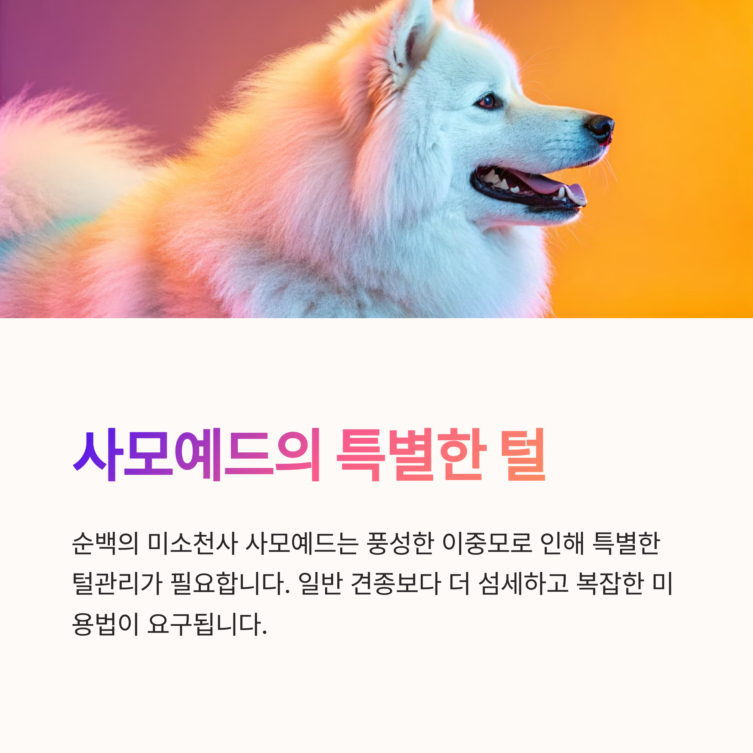 사모예드의 특별한 털