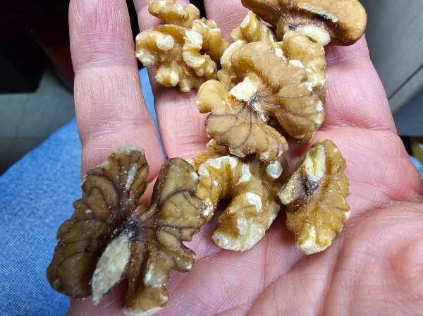 손위에 올려진 호두