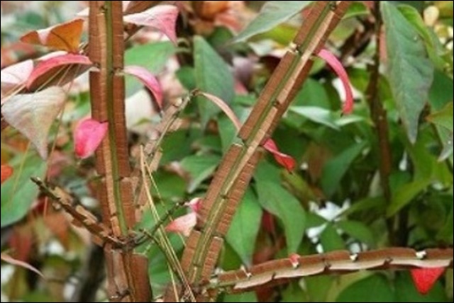 화살나무 효능과 활용법, 알아보고 건강 지키세요