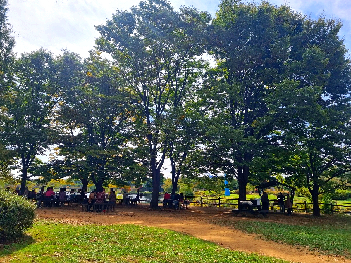 서울 근교 가을꽃 만발한, 경기도 고양시 강매석교공원 창릉천 코스모스축제