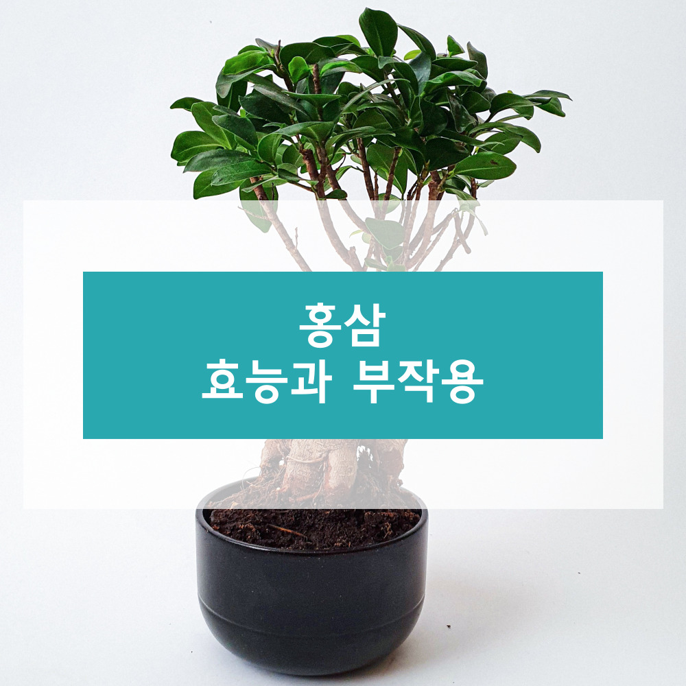 홍삼에 대하여