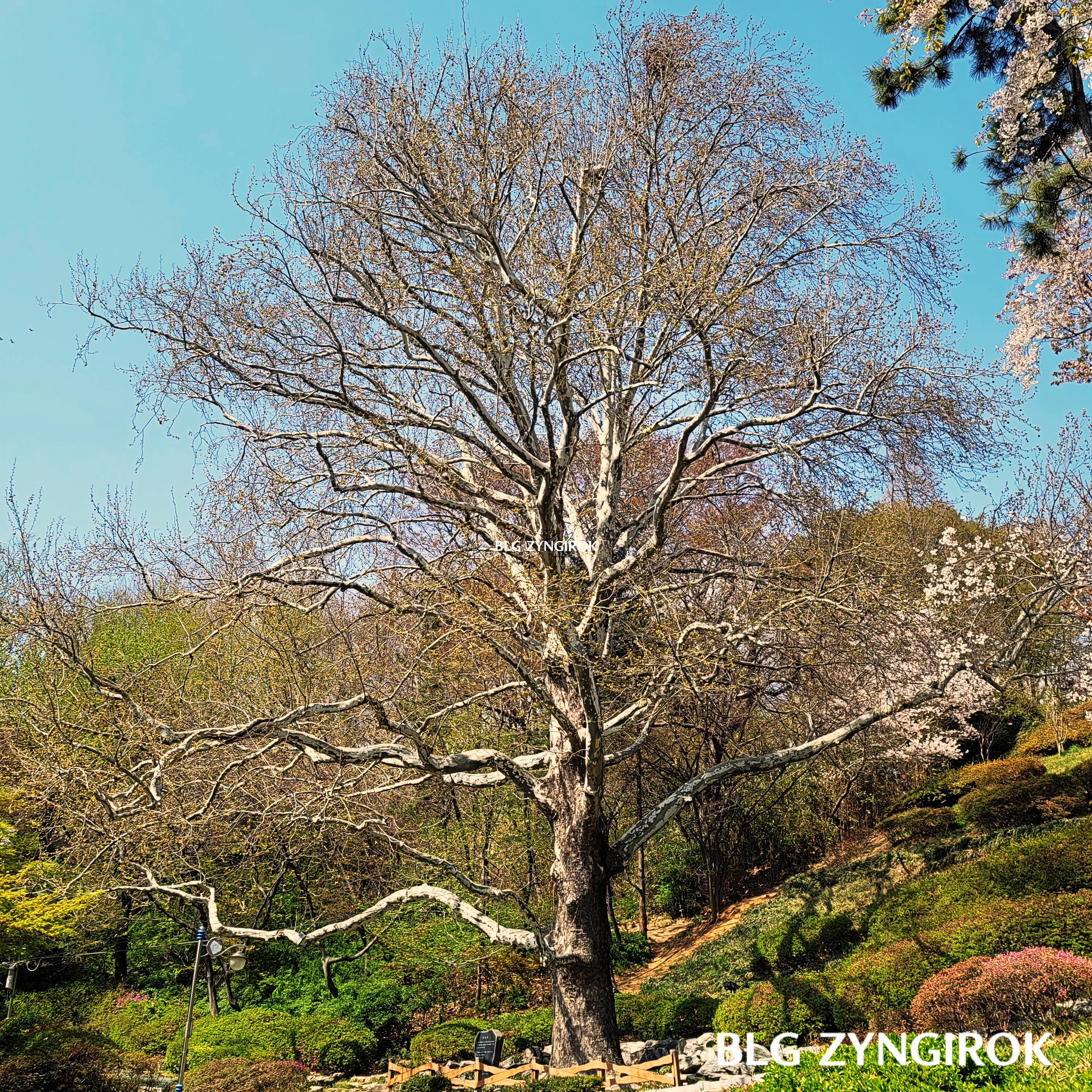 엄청나게 큰 보호수의 모습이다.