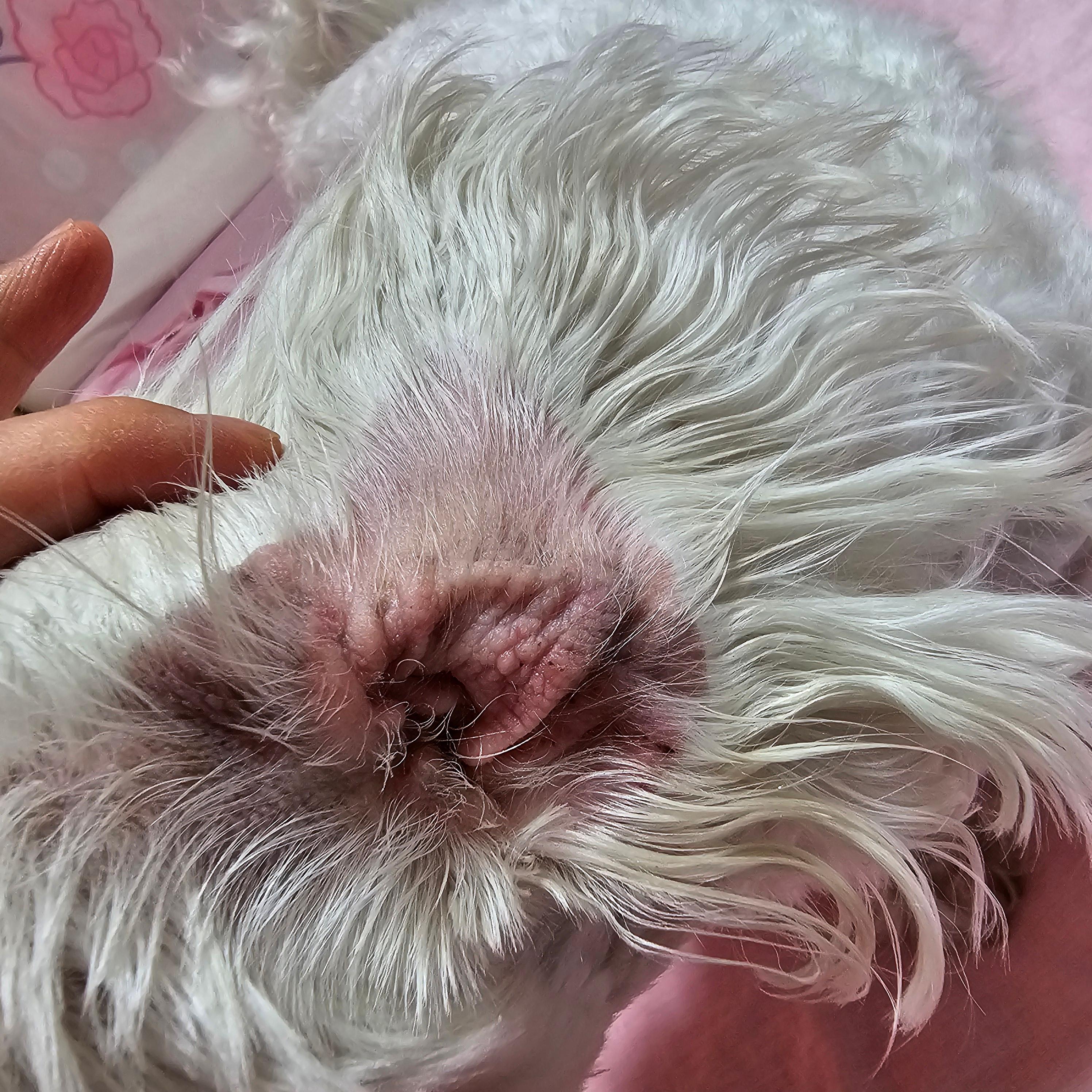 반려견 귀 건강을 위한 방법