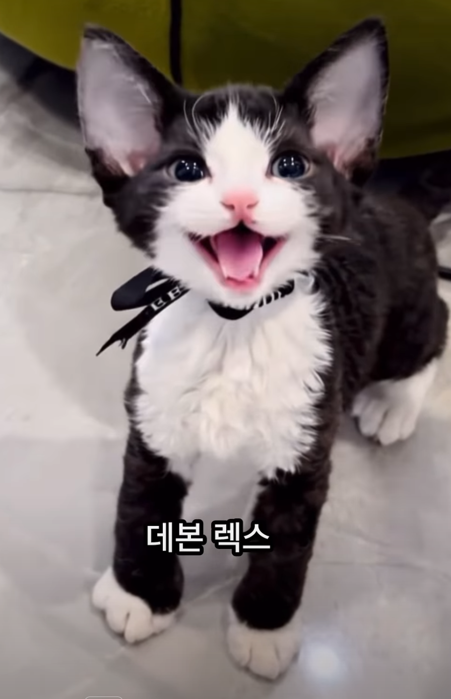 동물의 숲 프롬프트