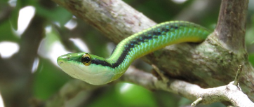 초록색 뱀