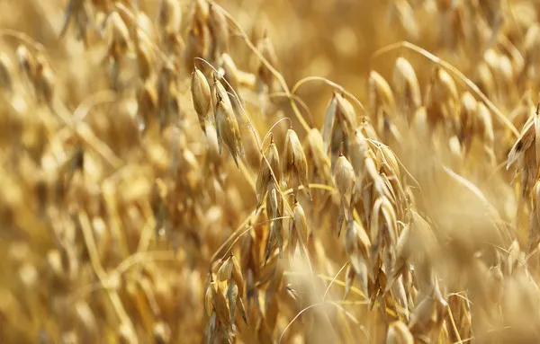 귀리 재배 봄 파종 배수 관리 비료량 조절_5