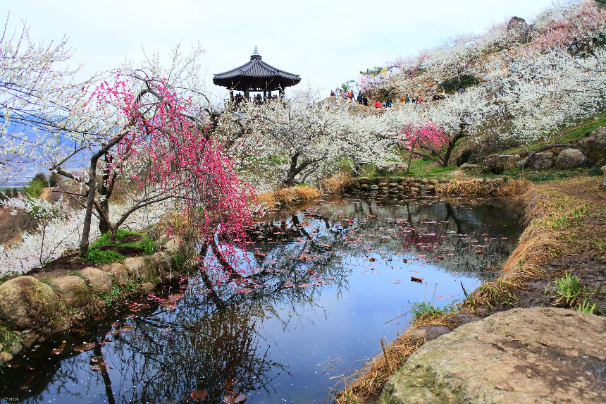 3월에 가볼 만한 국내 여행지 BEST 7 (봄꽃 명소 포함)