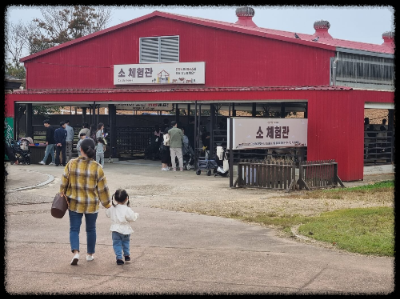 안성팜랜드 핑크뮬리&amp;#44;코스모스 가을 사진여행 추천합니다.