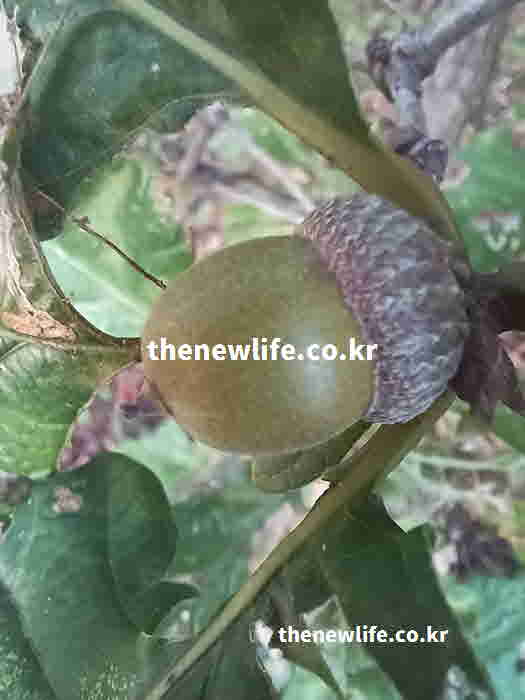 도토리묵 영양성분 아콘산