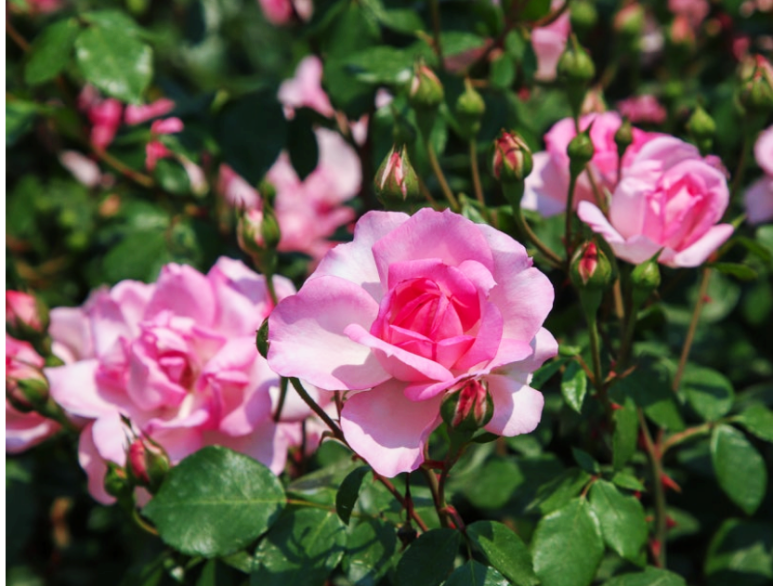 곡성 세계장미축체