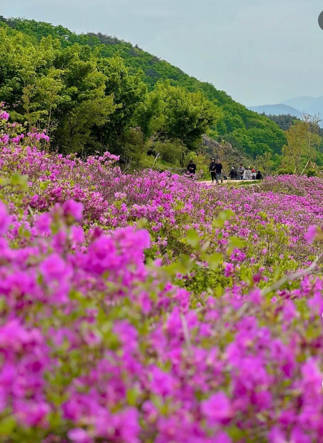 황매산 철쭉제 관련사진