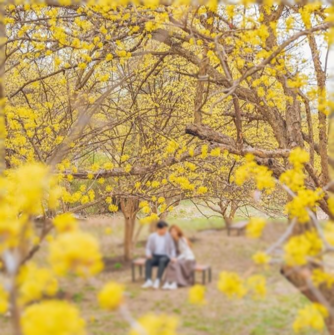 이천 백사 산수유 꽃 축제&amp;#44; 2025년 봄꽃 축제&amp;#44; 경기도 꽃 축제&amp;#44; 이천 가볼 만한 곳&amp;#44; 봄 여행지 추천&amp;#44; 산수유 마을&amp;#44; 국내 꽃놀이 명소&amp;#44; 이천 백사면 여행&amp;#44; 봄꽃 개화 시기&amp;#44; 산수유 축제 일정&amp;#44; 가족 여행 추천&amp;#44; 이천 맛집 추천&amp;#44; 경기도 드라이브 코스&amp;#44; 봄 피크닉 명소&amp;#44; 이천 전통시장