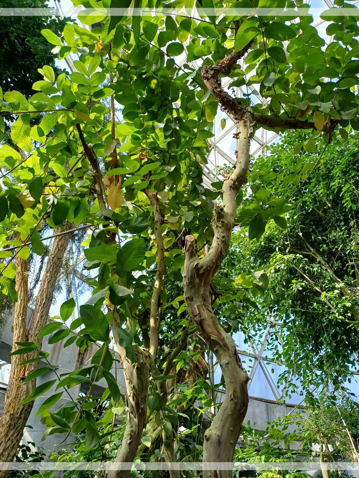 금강수목원-온실-구아바