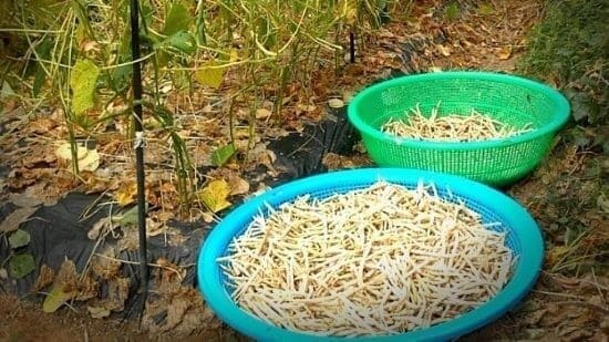 팥-적두-재배-품종-수확시기-수확방법-수확적기