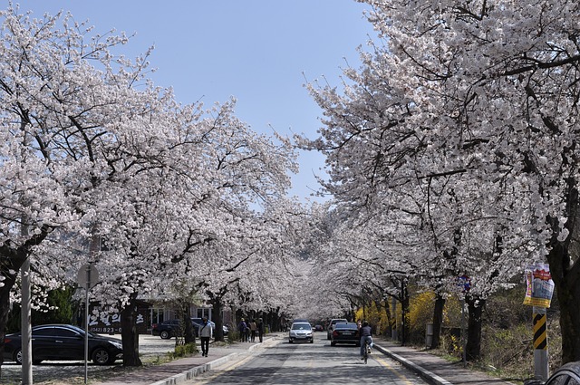 벚꽃 개화시기 2024