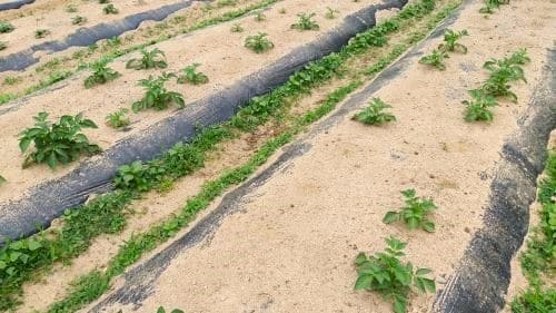 감재재배-씨감자-파장-수미감자-생장모습