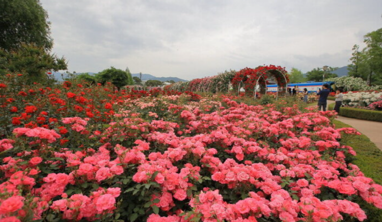 곡성 세계장미축제