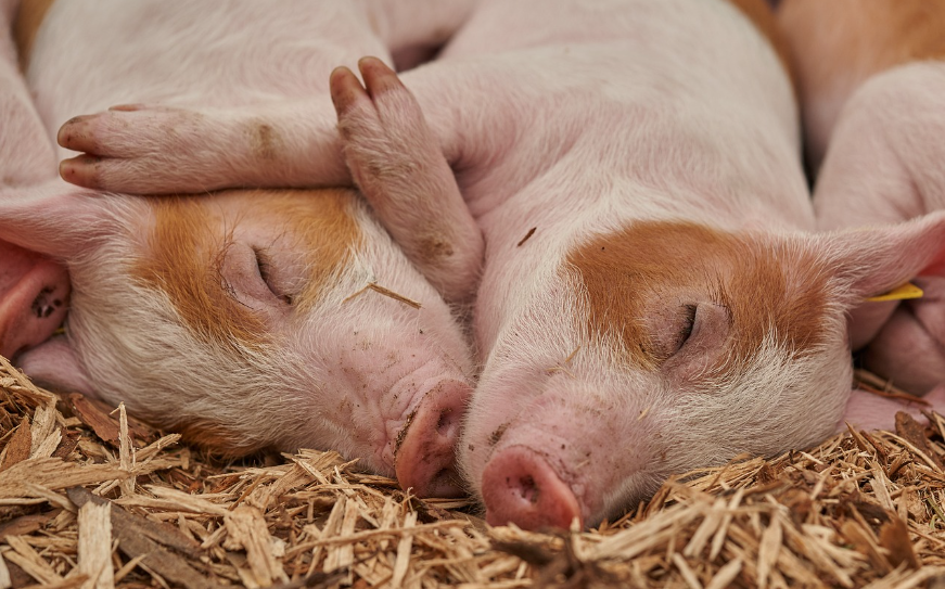 새끼돼지-꿈해몽