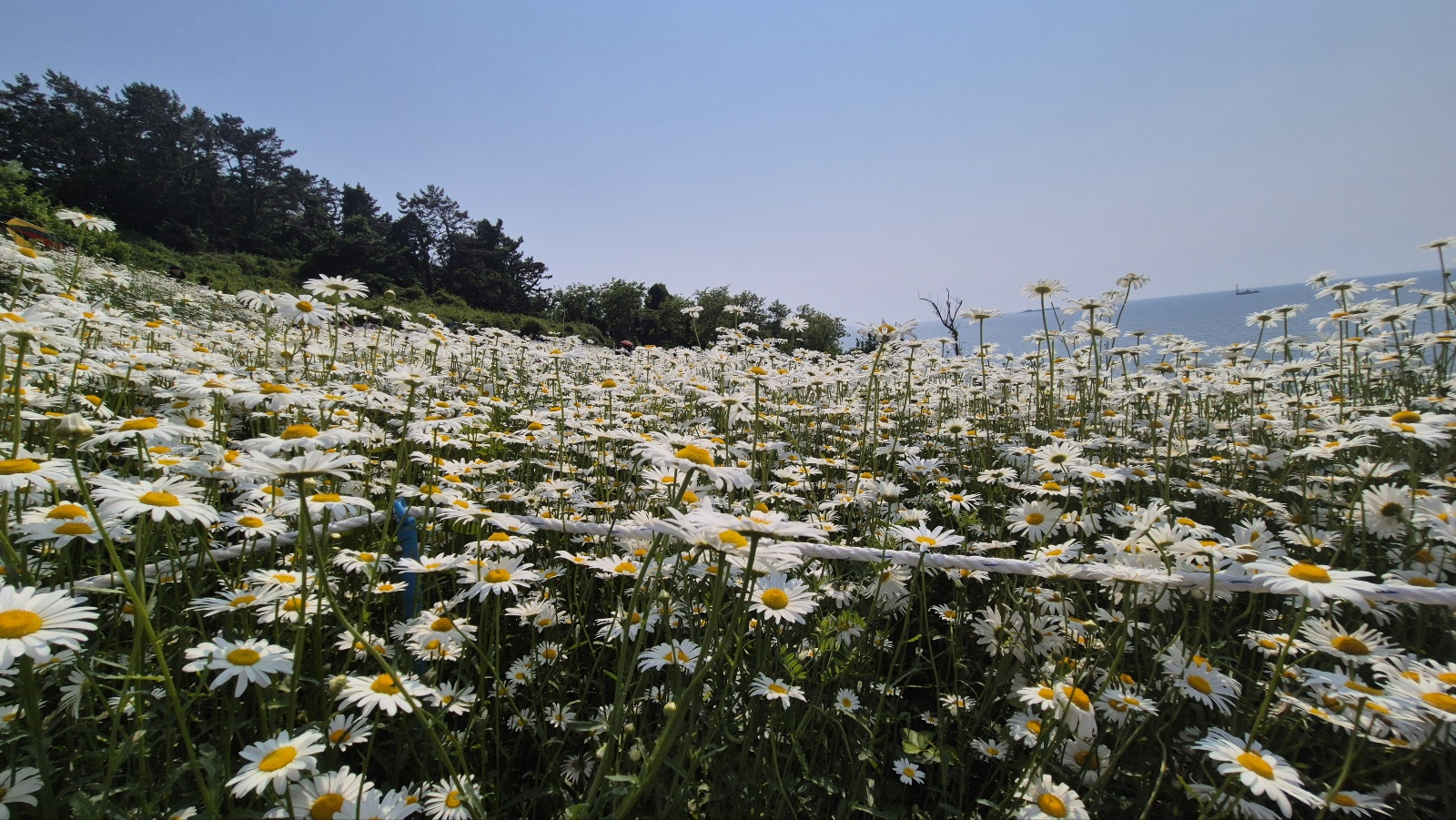 들판에 가득한 데이지와 인파