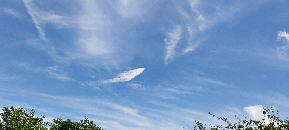 파란하늘에 '새가되어 날으리'
