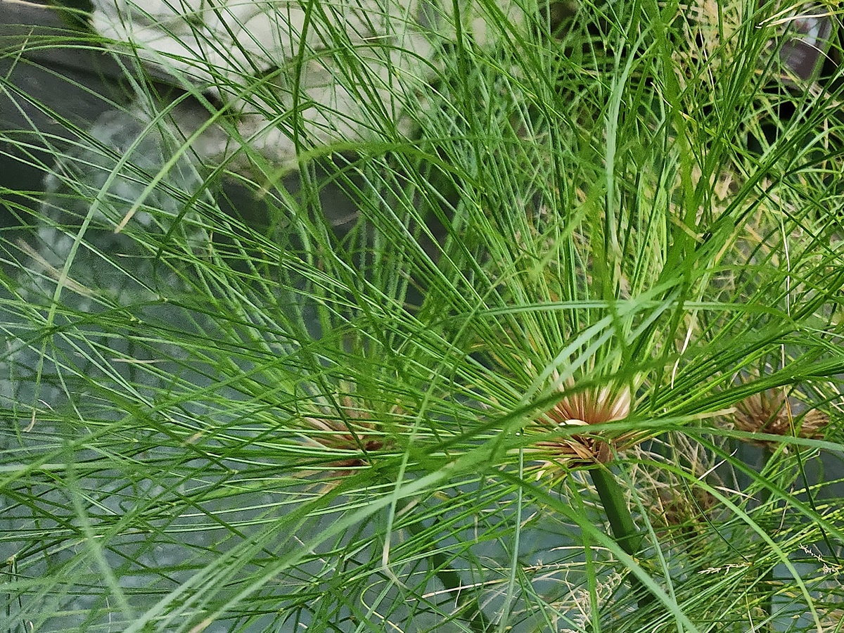 파피루스 Papyrus