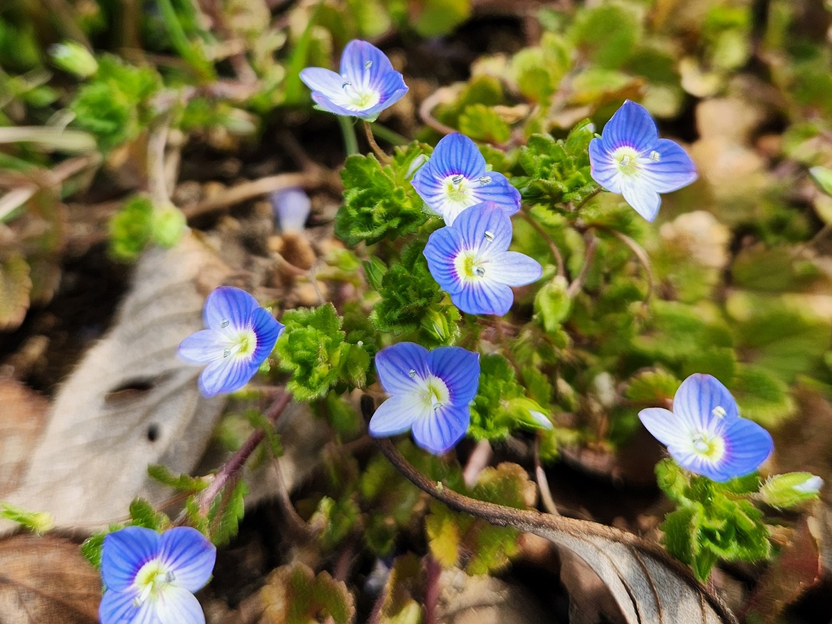 큰개불알풀(큰봄까치꽃)