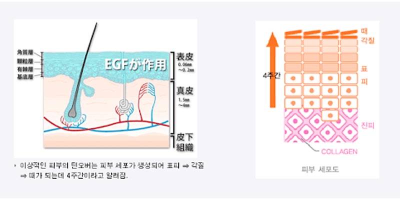 피부재생, 환절기피부재생,EGF,피부장벽강화