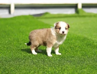 보더콜리분양가 2024년 가격 정보와 분양 팁_21