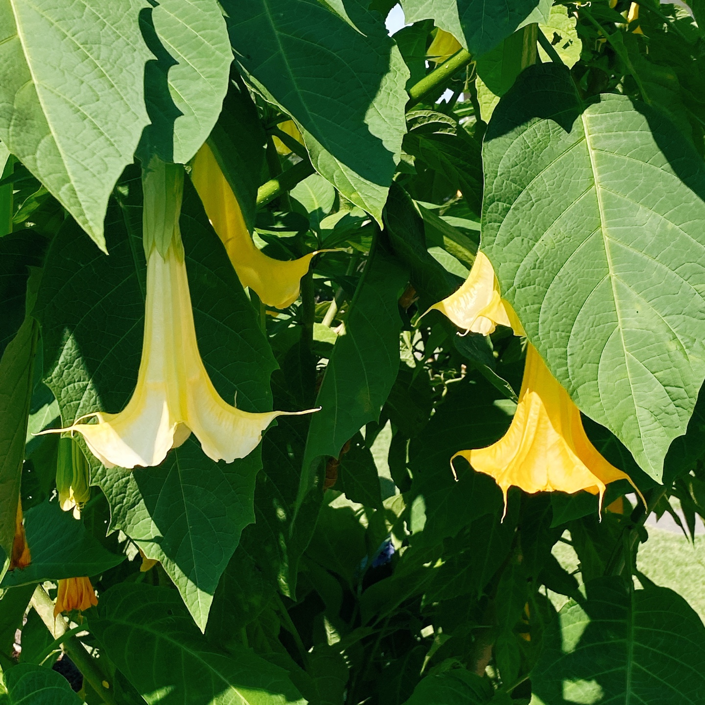 제주 서귀포 블라썸 꽃이피다 카페 인생샷 맛집
