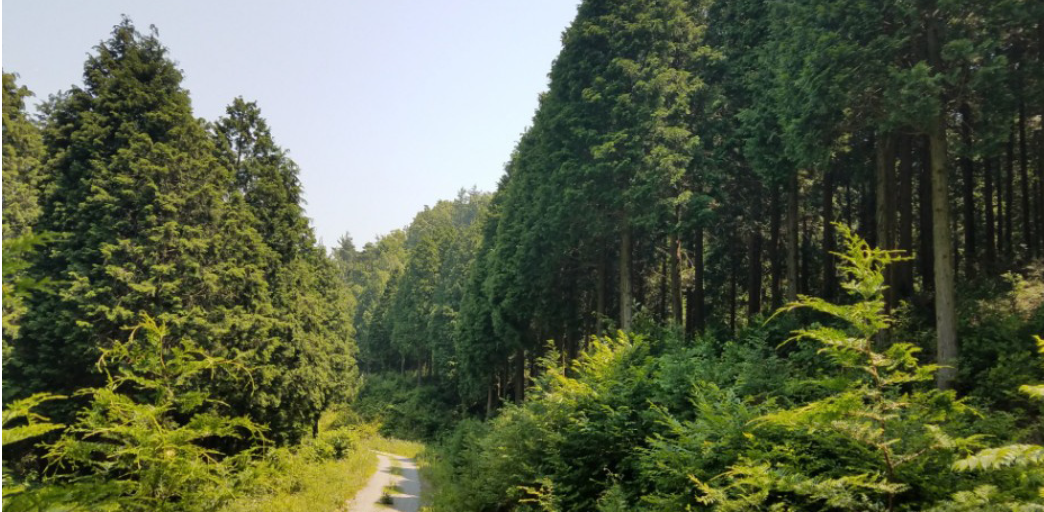 보성 윤제림 편백힐링숲길